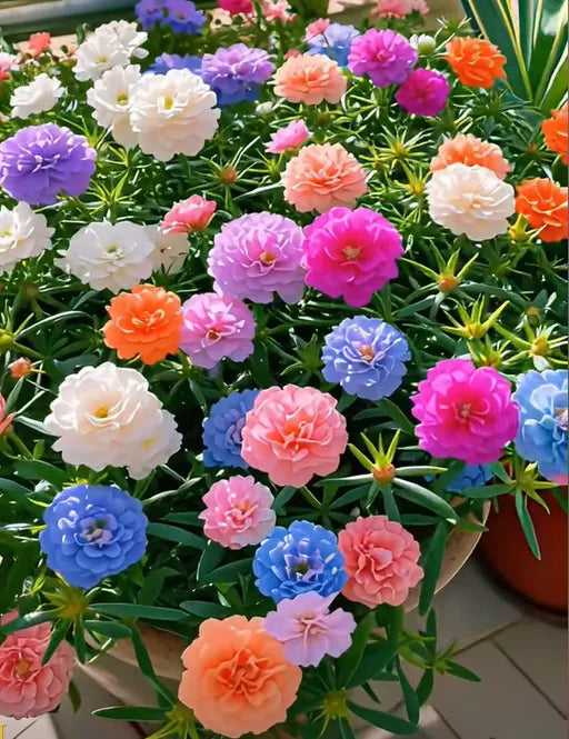 🏆 Bljeskalica sniženja⚡ Prodano preko 50.000 jedinica! 🌞 Tušt u punom cvatu – iznimna ljepota, jednostavna njega 🌸